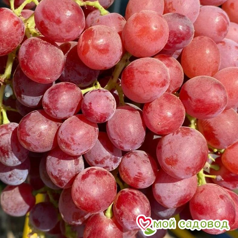 Виноград Фаэтон