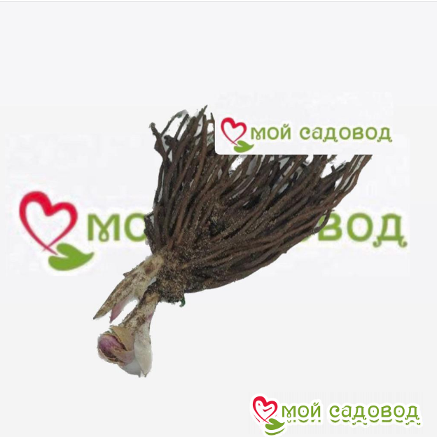 Морозник Твил Джуэл