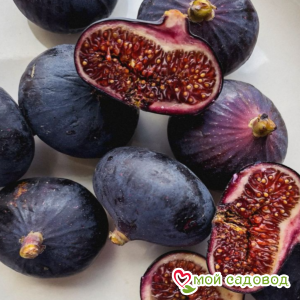 Инжир Муаринс