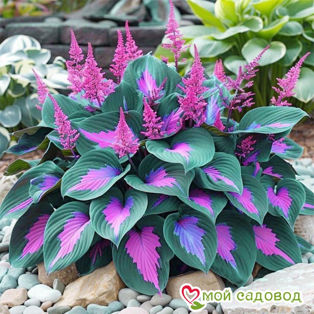 Хоста Лорд Прайд